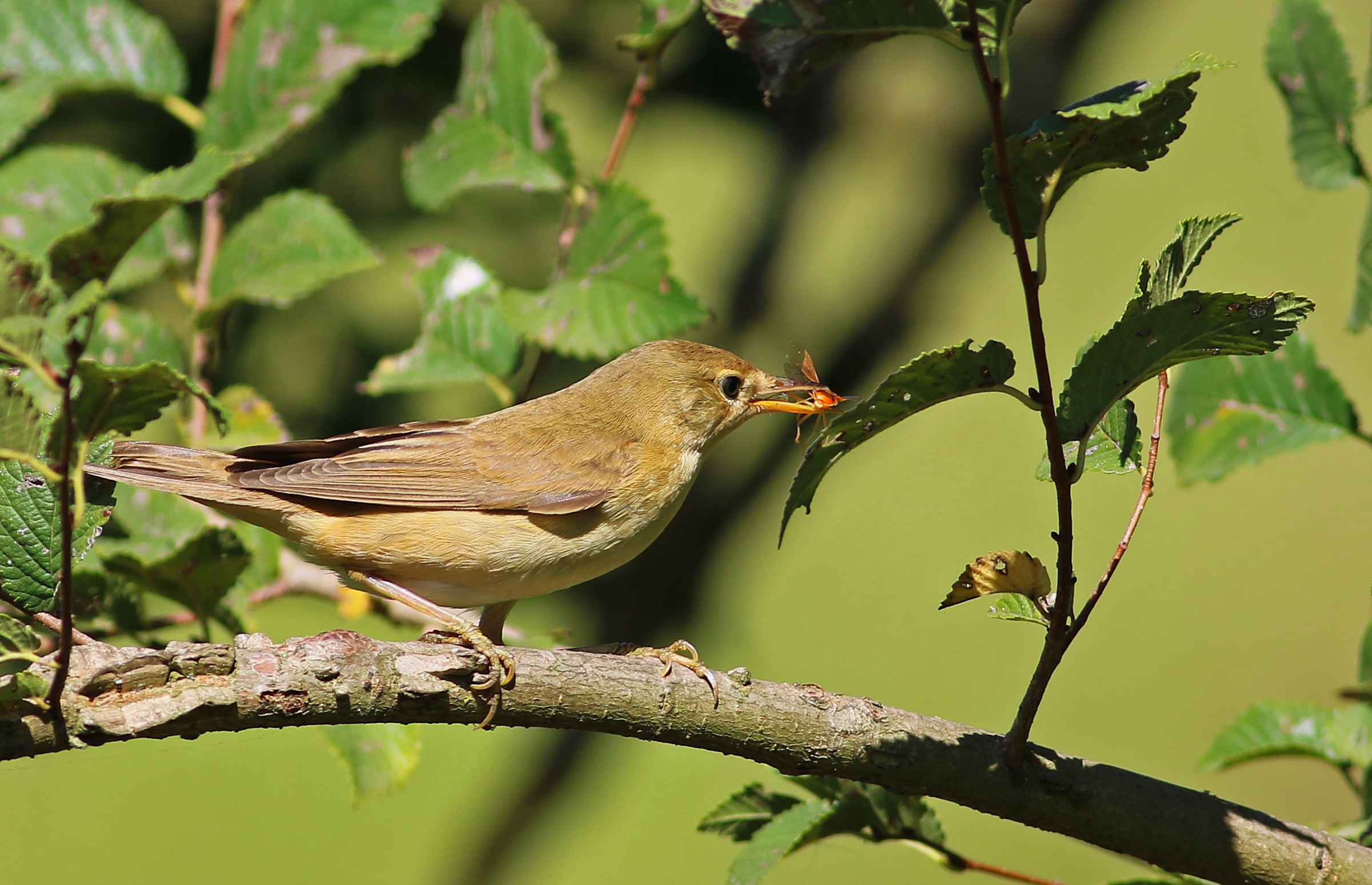 Marsh Warbler